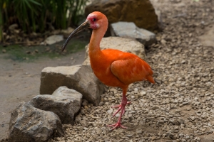 Ibis rouge